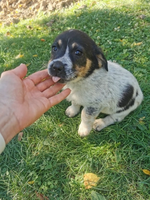 Donez 2 căței de 7 săptămâni talie mica!  - imagine 5