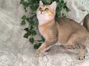 Vand fetita Scottish straight chinchilla - imagine 2