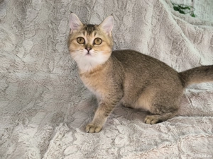 Vand fetita Scottish straight chinchilla - imagine 4