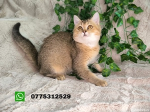 Vand fetita Scottish straight chinchilla