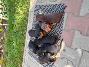 Pui de Teckel cu păr lins, căutăm familii iubitoare!