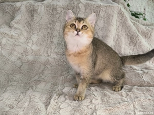 Vand fetita Scottish straight chinchilla - imagine 3