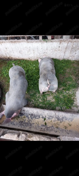 Vând scroafe de prăsilă petrean - imagine 3