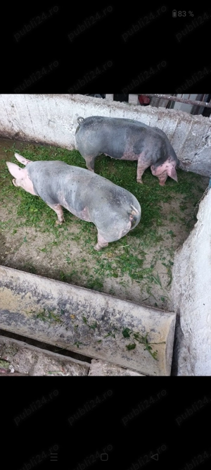 Vând scroafe de prăsilă petrean - imagine 2