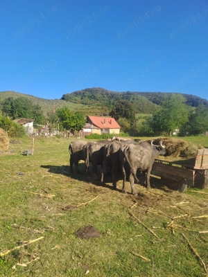 Vand vaci si bivolițe - imagine 2 Vand vaci si bivolițe - imagine 2