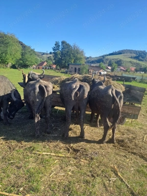 Vand vaci si bivolițe - imagine 3 Vand vaci si bivolițe - imagine 3