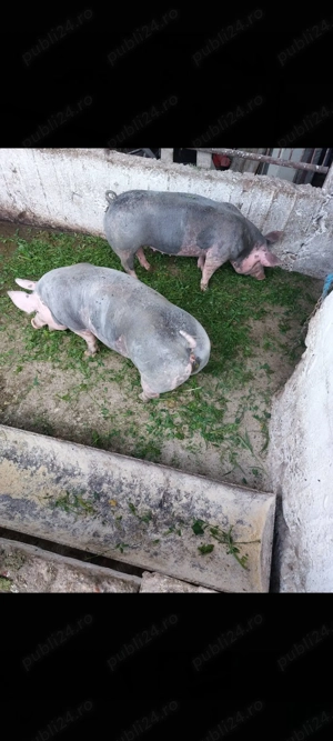 Vând scroafe de prăsilă petrean - imagine 4