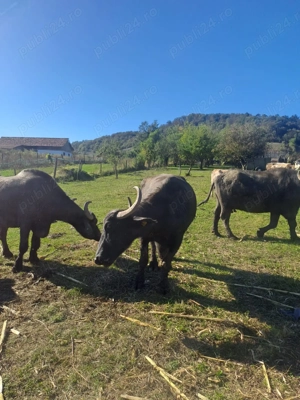 Vand vaci si bivolițe - imagine 4 Vand vaci si bivolițe - imagine 4