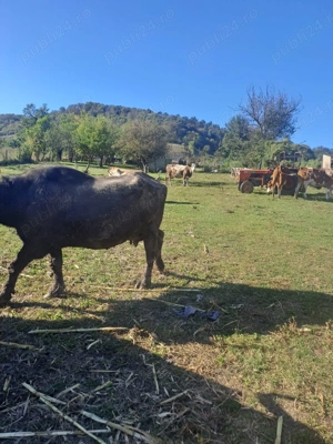 Vand vaci si bivolițe - imagine 5 Vand vaci si bivolițe - imagine 5