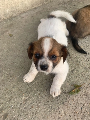 Când cățelușe pechinez 