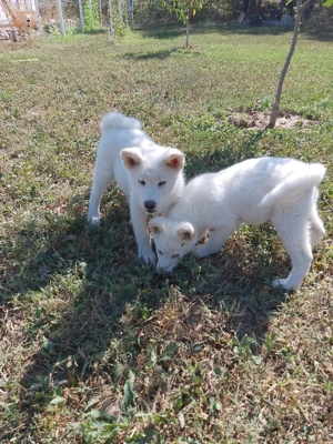 Dornici de joacă și afecțiune 