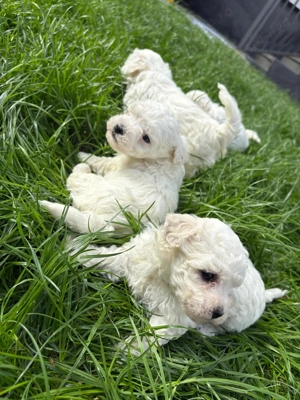 Pui Bichon frise - imagine 2