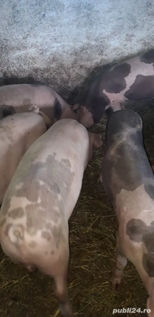 purcei de vânzare  - imagine 3