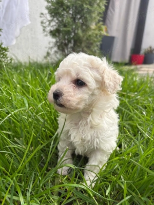 Pui Bichon frise - imagine 3