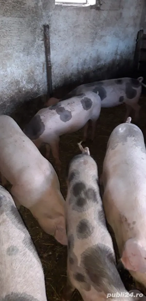 purcei de vânzare  - imagine 2