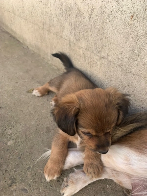 Când cățelușe pechinez  - imagine 2