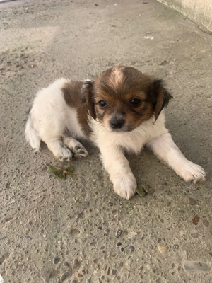 Când cățelușe pechinez  - imagine 3