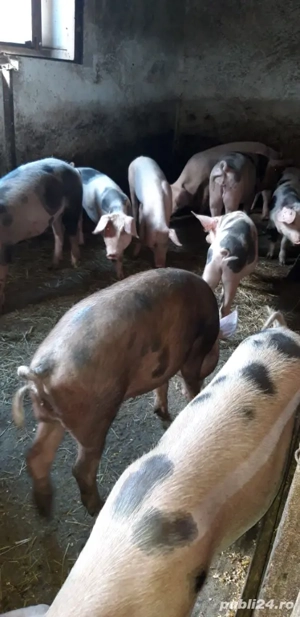 purcei de vânzare  - imagine 4