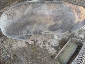 Porc 220-230 kg. Pietrain - imagine 2