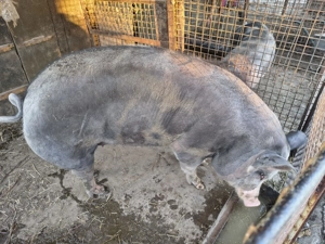 Porc 220-230 kg. Pietrain
