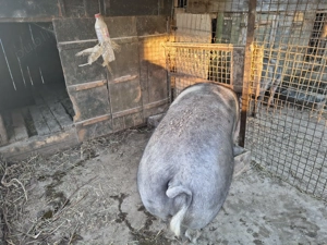 Porc 220-230 kg. Pietrain - imagine 3