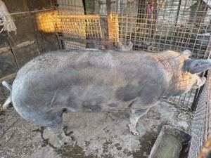 Porc 220-230 kg. Pietrain - imagine 4