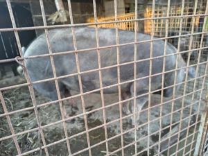 Porc 220-230 kg. Pietrain - imagine 5