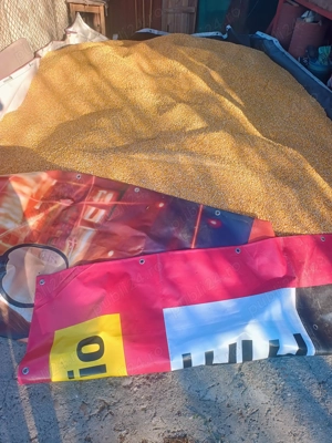 Porumb , grâu și porci de vânzare  - imagine 2