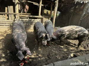 porci de carne - imagine 2 porci de carne - imagine 2