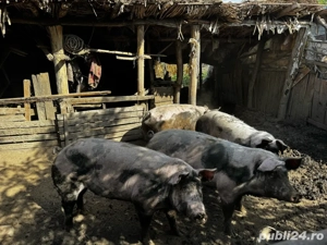 porci de carne - imagine 3 porci de carne - imagine 3