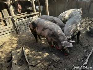 porci de carne - imagine 4 porci de carne - imagine 4