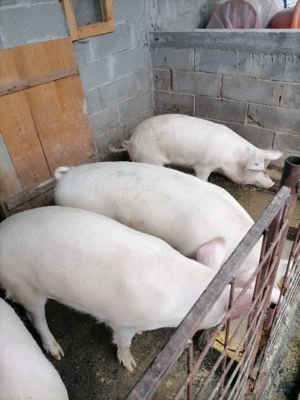 Porumb , grâu și porci de vânzare  - imagine 3