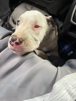 Dog german 3 luni baietel