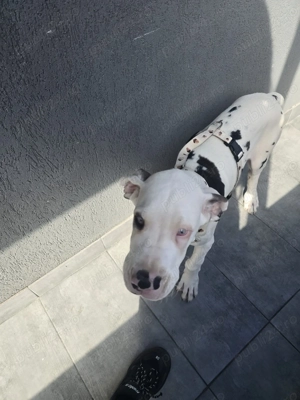 Dog german 3 luni - imagine 2