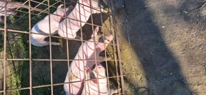 Vând purcei 7 saptamani