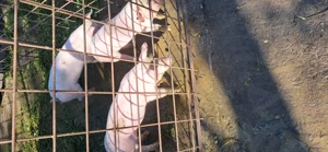 Vând purcei 7 saptamani - imagine 2 Vând purcei 7 saptamani - imagine 2