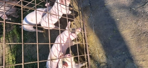 Vând purcei 7 saptamani - imagine 3 Vând purcei 7 saptamani - imagine 3