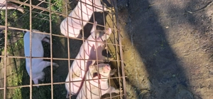 Vând purcei 7 saptamani - imagine 4 Vând purcei 7 saptamani - imagine 4