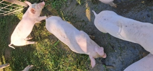 Vând purcei 7 saptamani - imagine 5 Vând purcei 7 saptamani - imagine 5