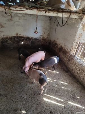 Purcei bazna cu landras