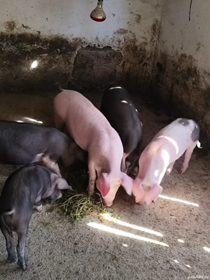 Purcei bazna cu landras  - imagine 2