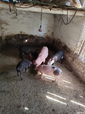 Purcei bazna cu landras  - imagine 5