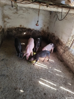 Purcei bazna cu landras  - imagine 3