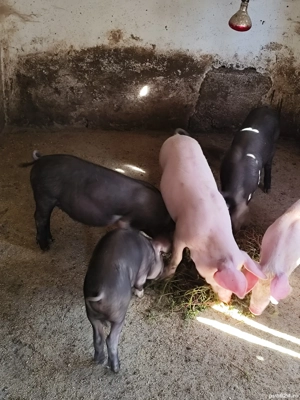 Purcei bazna cu landras  - imagine 4