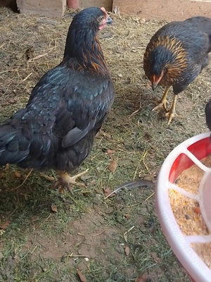 Găini negre de Moravia  - imagine 3