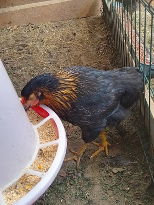 Găini negre de Moravia  - imagine 2