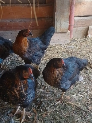 Găini negre de Moravia  - imagine 4