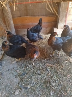 Găini negre de Moravia  - imagine 5
