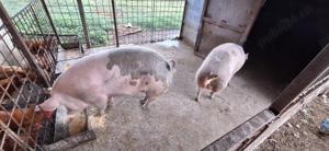 Porc de carne petrean cu landrace - imagine 3