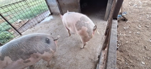 Porc de carne petrean cu landrace